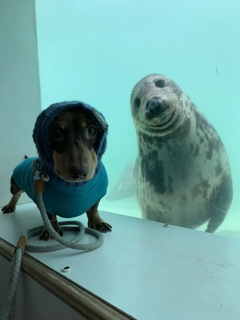 Stanley the dog and Aayla the seal