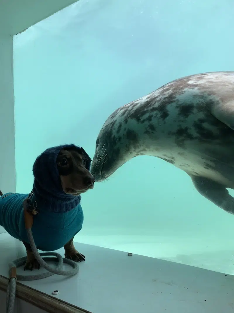 Stanley the dog and Aayla the seal