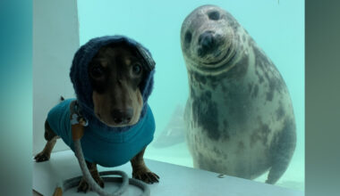 Adorable Dachshund Named Stanley Made Fast Friends With Aayla, a Rescued Seal