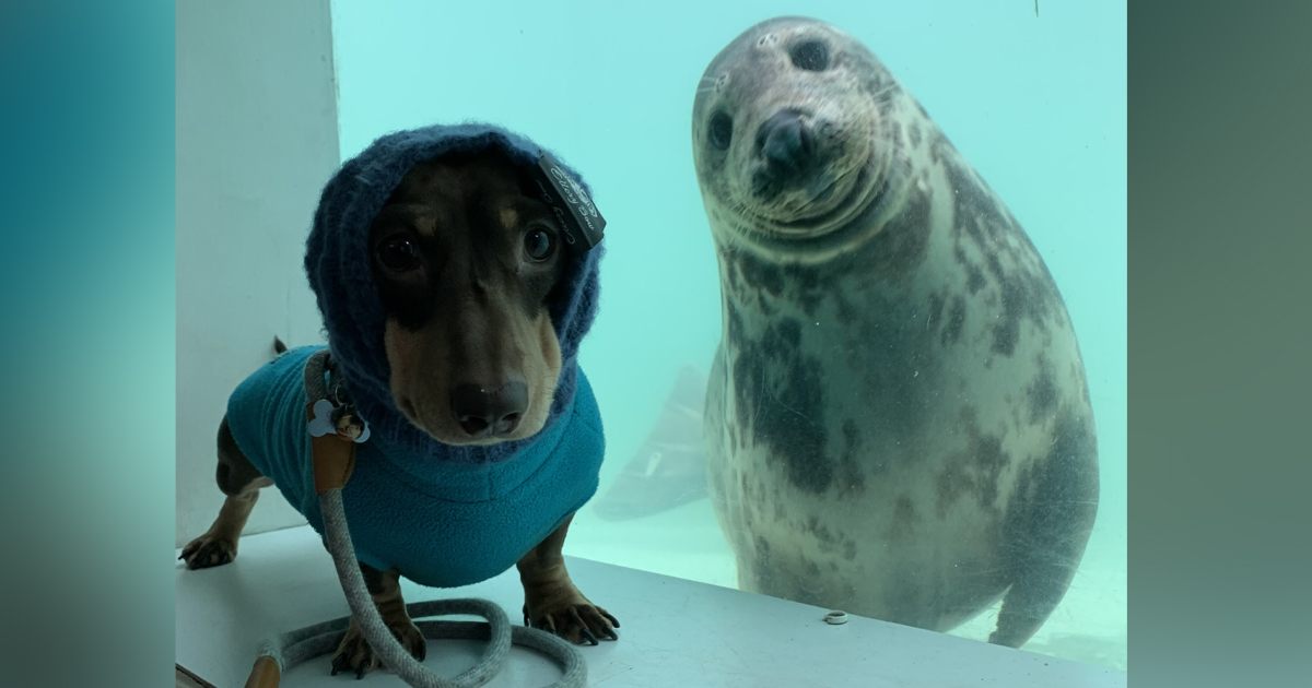 Adorable Dachshund Named Stanley Made Fast Friends With Aayla, a Rescued Seal