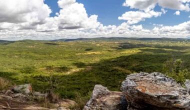 Africa is surprising the whole world with a phenomenon no one expected: trees are reappearing without anyone having planted them