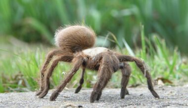 Tarantulas don’t just wander - they remember where to hunt