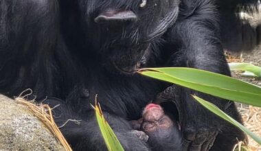 Baby chimpanzee born at Wellington Zoo
