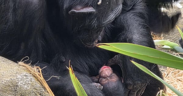Baby chimpanzee born at Wellington Zoo