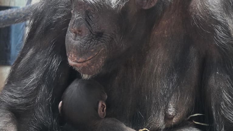 The as-yet unnamed female Chimp was born in the early hours of Good Friday to first-time mum Malika.