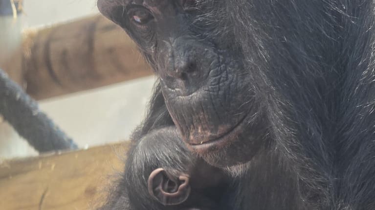 The as-yet unnamed female Chimp was born in the early hours of Good Friday to first-time mum Malika.