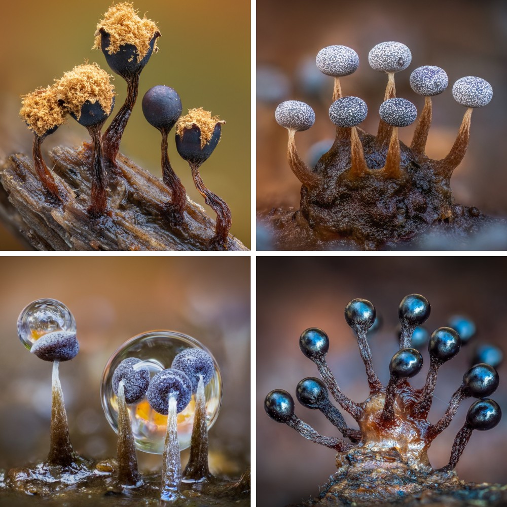 Barry Webb’s Macro Photos Reveal the Hidden, Colorful World of Slime Molds
