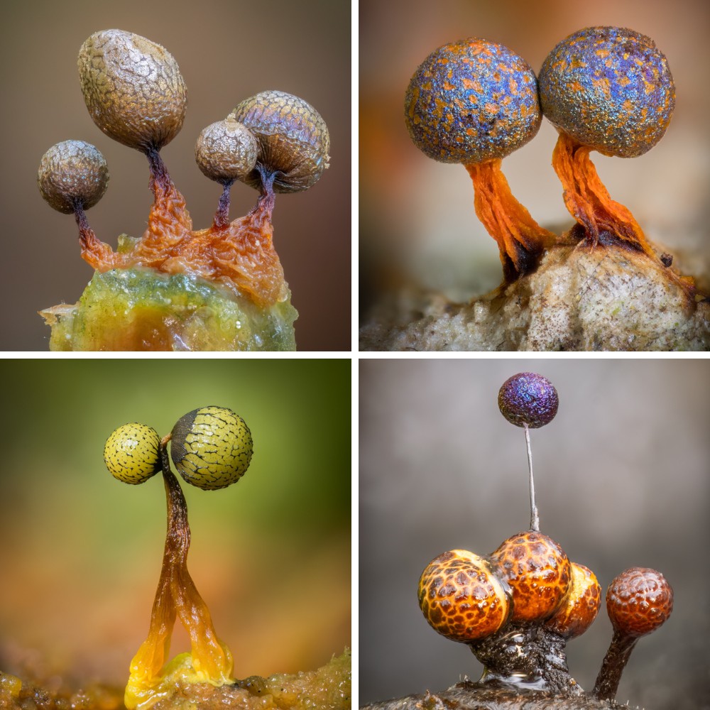 Barry Webb’s Macro Photos Reveal the Hidden, Colorful World of Slime Molds