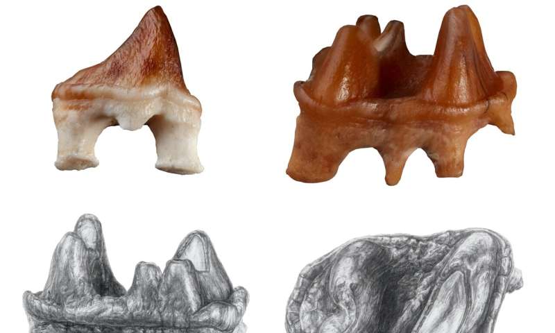 The new fossils of <i>Obdurodon insignis</i>. Lower premolar (upper left). Lower molar (upper right), and drawings of other views (middle row). Two views of the shoulder bone—scapulocoracoid—next to the same bone of a modern platypus. Credit: G Conway, Flinders University) Toothed platypuses swam with dolphins 25 million years ago