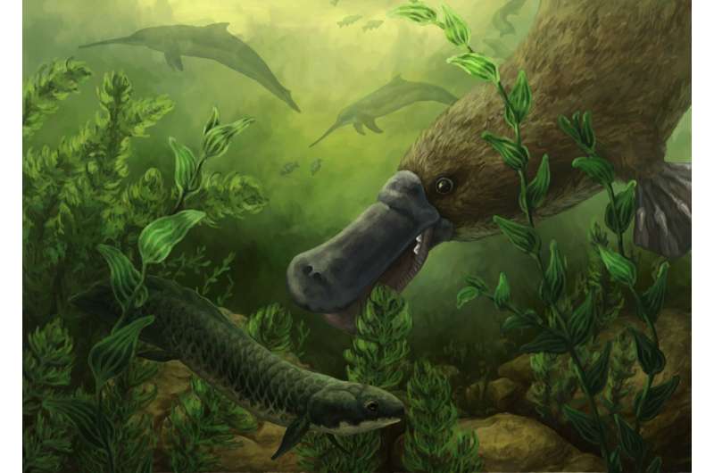 Artist's impression of the toothed platypus that lived 25 million years, probably with other aquatic animals including ancient lungfish, flamingos and freshwater dolphins. Credit: Gen Conway (Flinders University Palaeontology Lab). Toothed platypuses swam with dolphins 25 million years ago