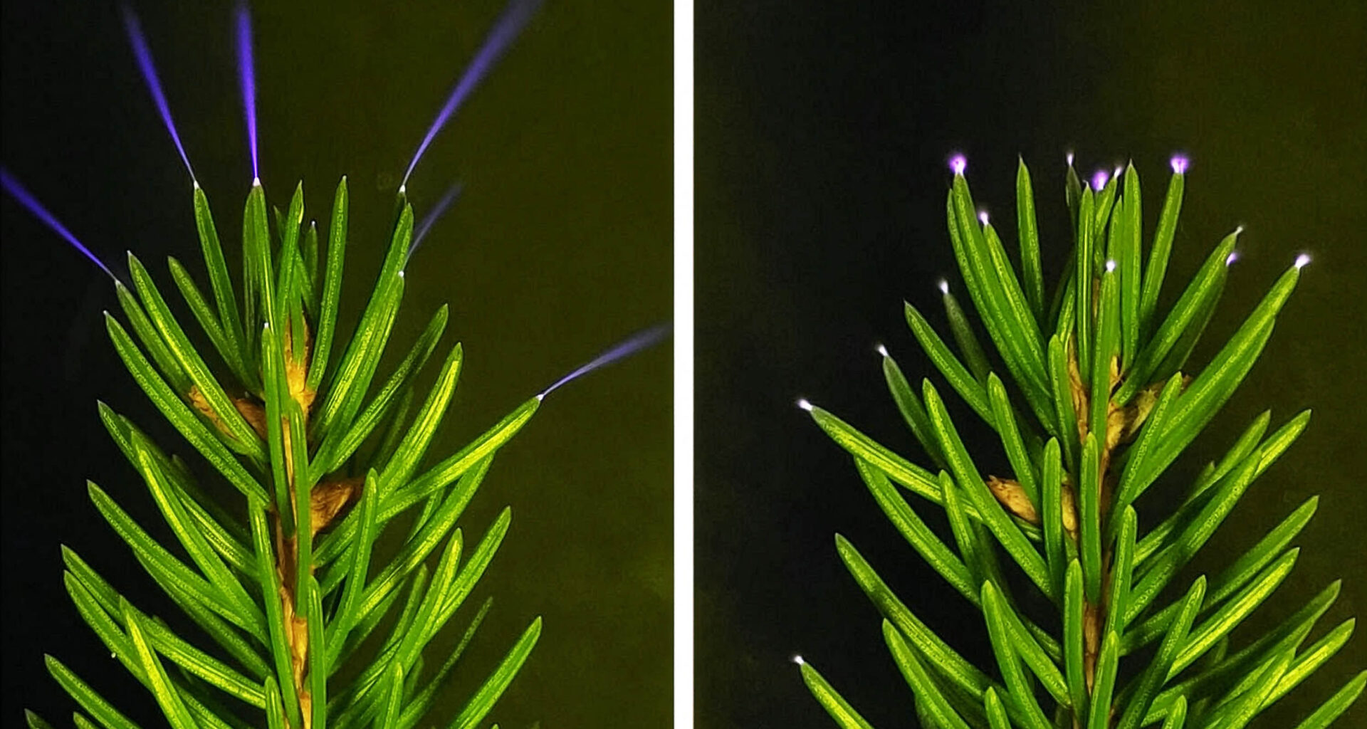 Scientists capture treetops glowing during a storm for the first time