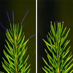 The positive, left, and negative corona discharges from a storm are shown on a spruce tree branch in a nearly pitch-black environment of a meteorology and atmospheric sciences lab at Penn State. Credit: William Brune / Penn State