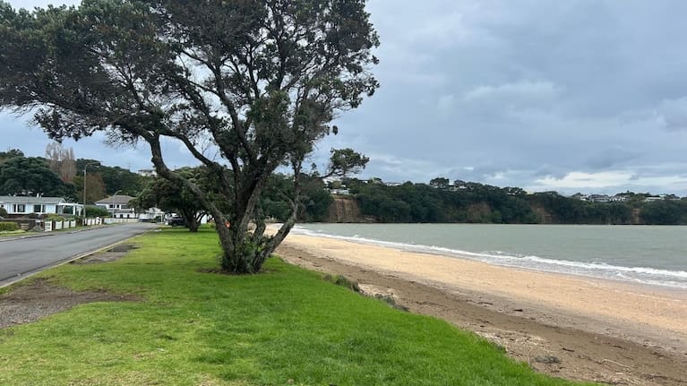 "Tyler's tree" at Arkles Bay pictured on Friday.