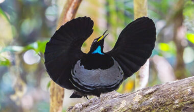 All animals communicate using the same "universal rhythm"