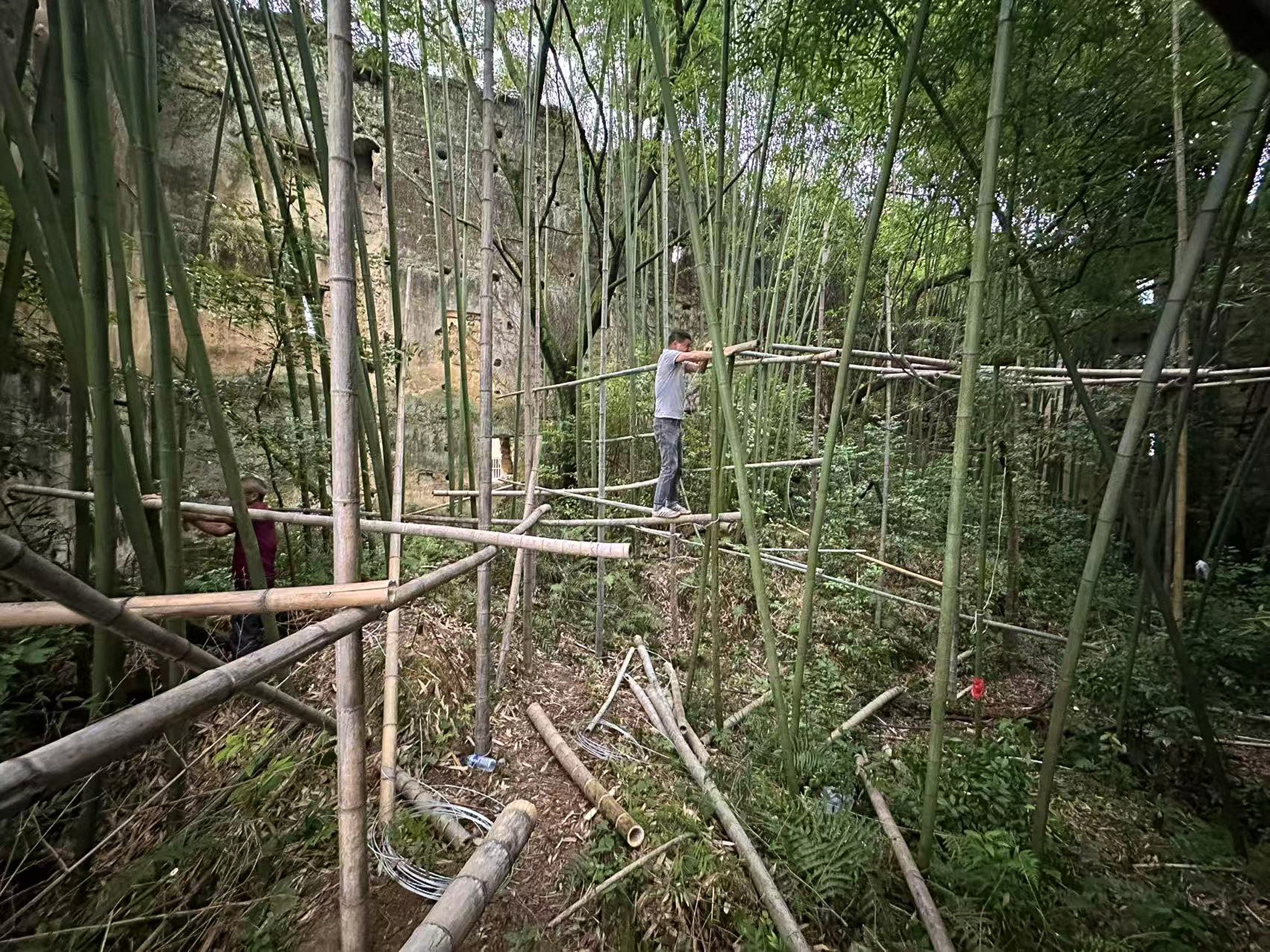 a photograph of bamboo in a forest