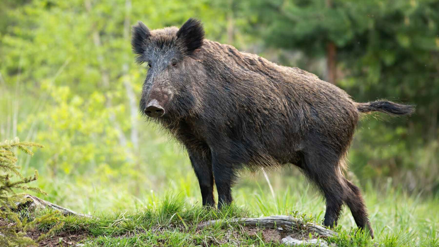Wild boar standing in a green urban-edge habitat as DNA study links Berlin and Barcelona city boars to distinct urban populations