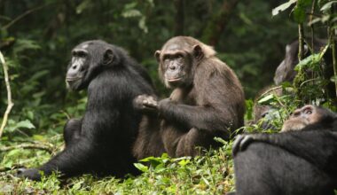 Why a chimp 'civil war' shows how societies collapse : Short Wave : NPR
