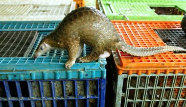 Wildlife trade ups the risk of diseases spilling over to ... us : NPR