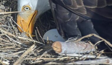 Pip pip hooray! One of Jackie and Shadow's chicks is starting to break out of its shell