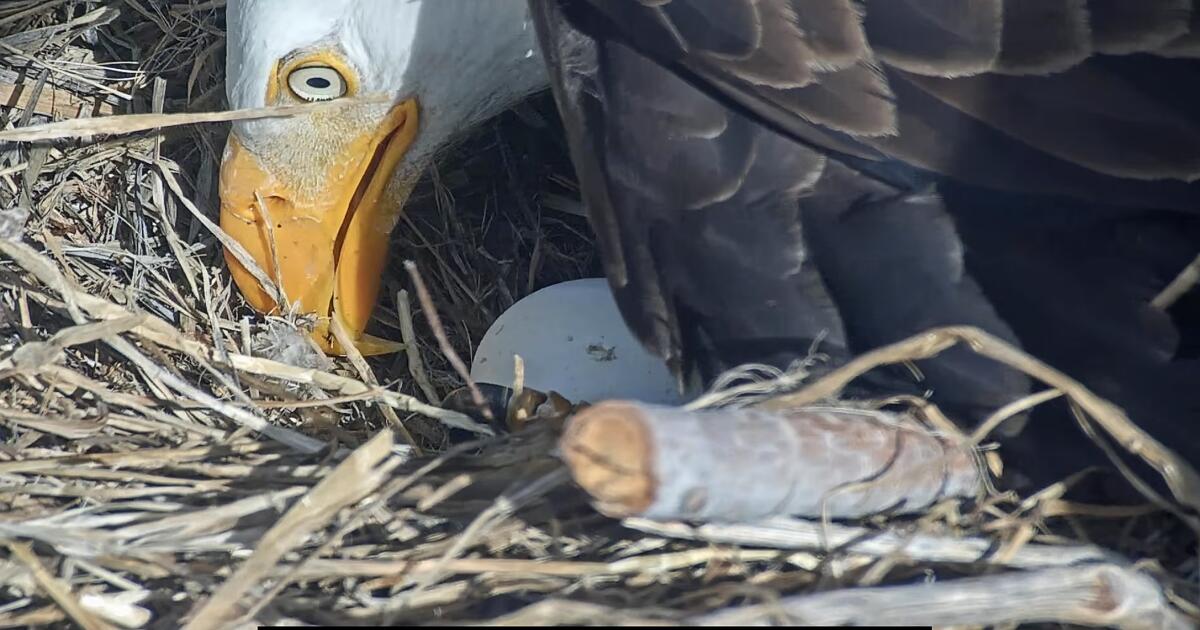 Pip pip hooray! One of Jackie and Shadow's chicks is starting to break out of its shell
