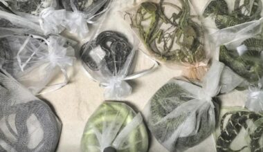 International wildlife trade is causing disease to spread from species to species