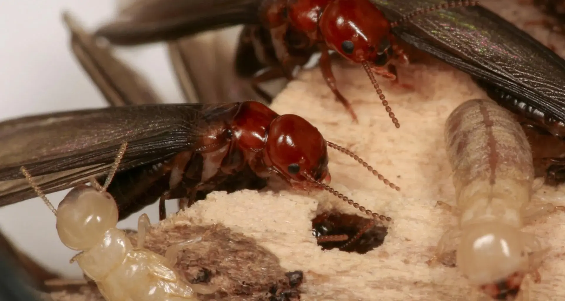 95% success rate: This new trick lures termites straight to their death