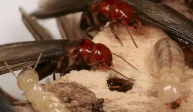 95% success rate: This new trick lures termites straight to their death