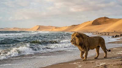 Why desert lions are moving to the Namibian coast and turning into marine hunters