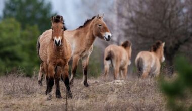Chernobyl's radioactive landscape testament to nature’s resilience