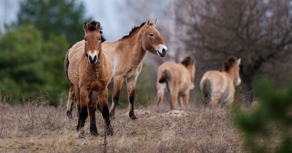 Chernobyl's radioactive landscape testament to nature’s resilience