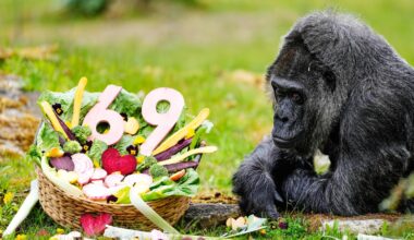 Happy 69th birthday to Fatou, the world's oldest gorilla living in captivity