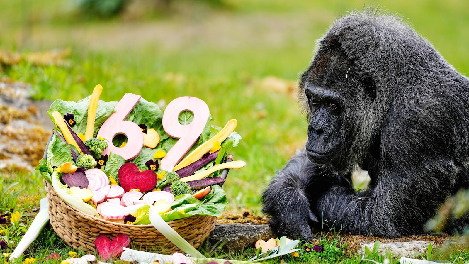 Happy 69th birthday to Fatou, the world's oldest gorilla living in captivity