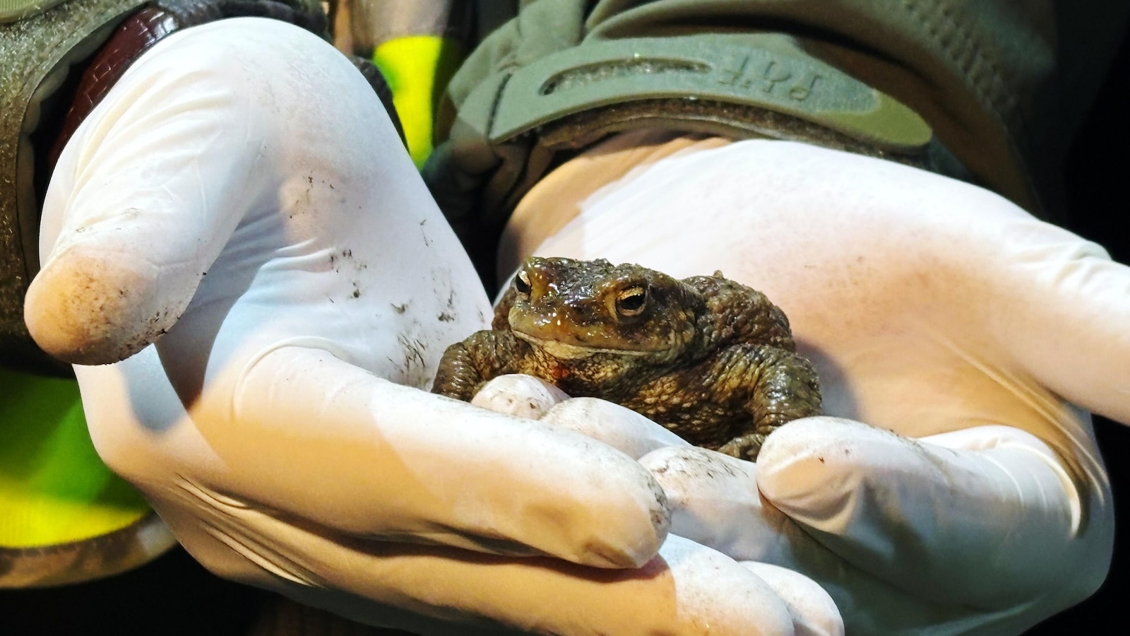 Citizen 'Frog Patrol' helps amphibians survive a dangerous road journey in Poland