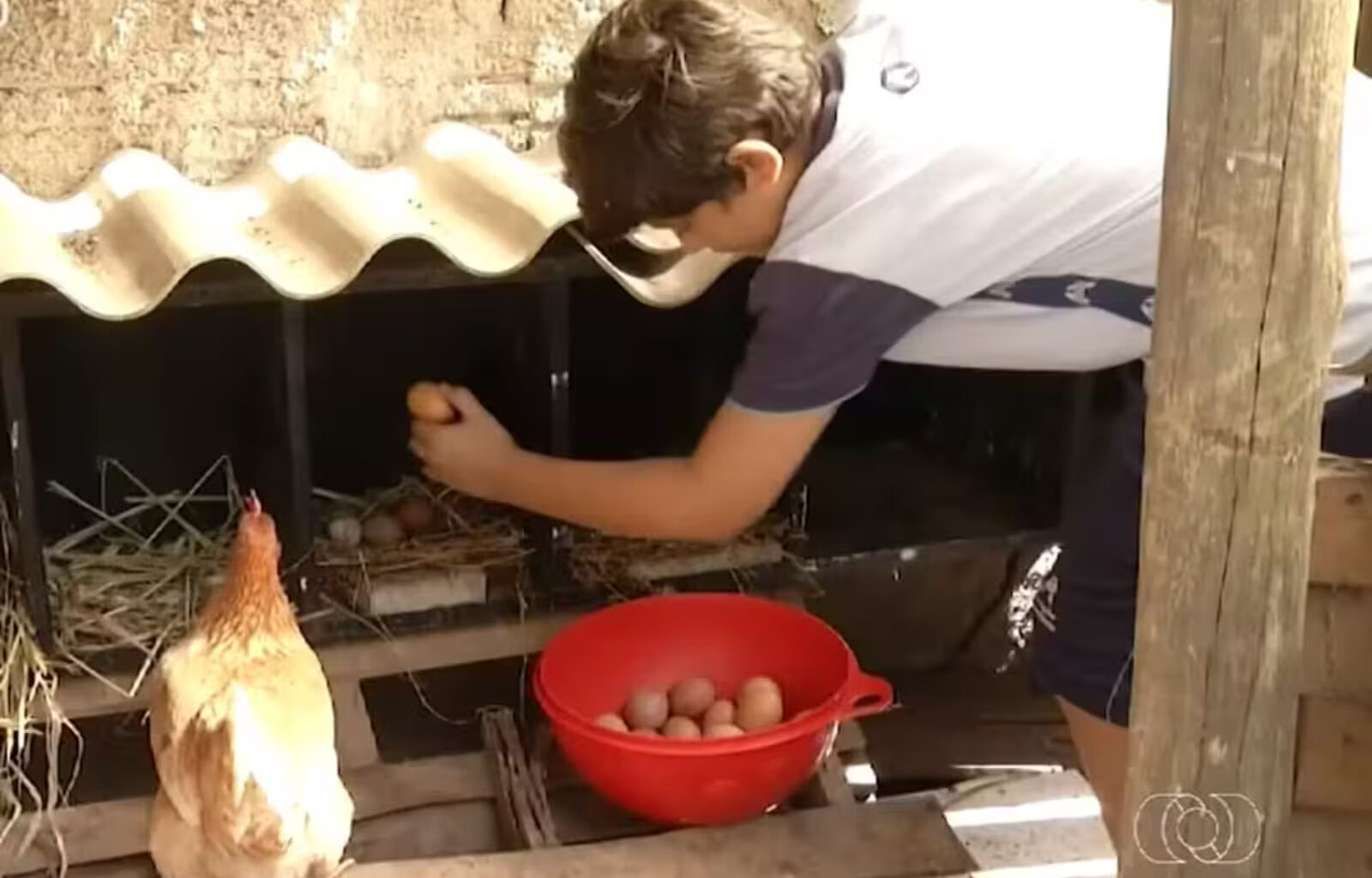 With the support of his family, an 11-year-old boy creates a farm with 25 chickens, sells 150 eggs per week in Palmas, and turns his own profit into an example of entrepreneurship.