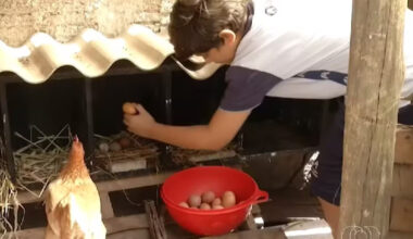 With the support of his family, an 11-year-old boy creates a farm with 25 chickens, sells 150 eggs per week in Palmas, and turns his own profit into an example of entrepreneurship.