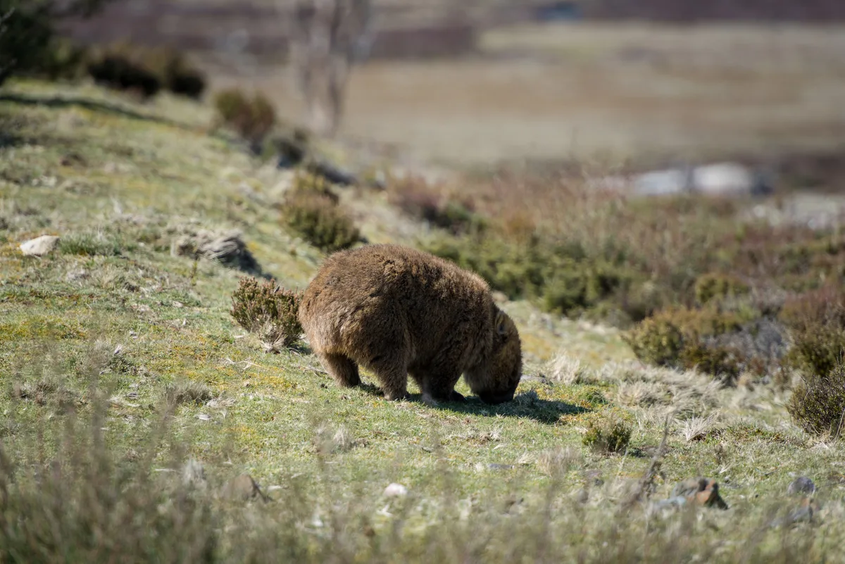 The behind of a wombat 