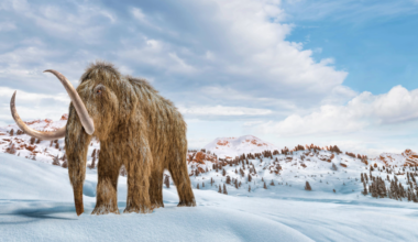 We’re still recovering from losing the woolly mammoth