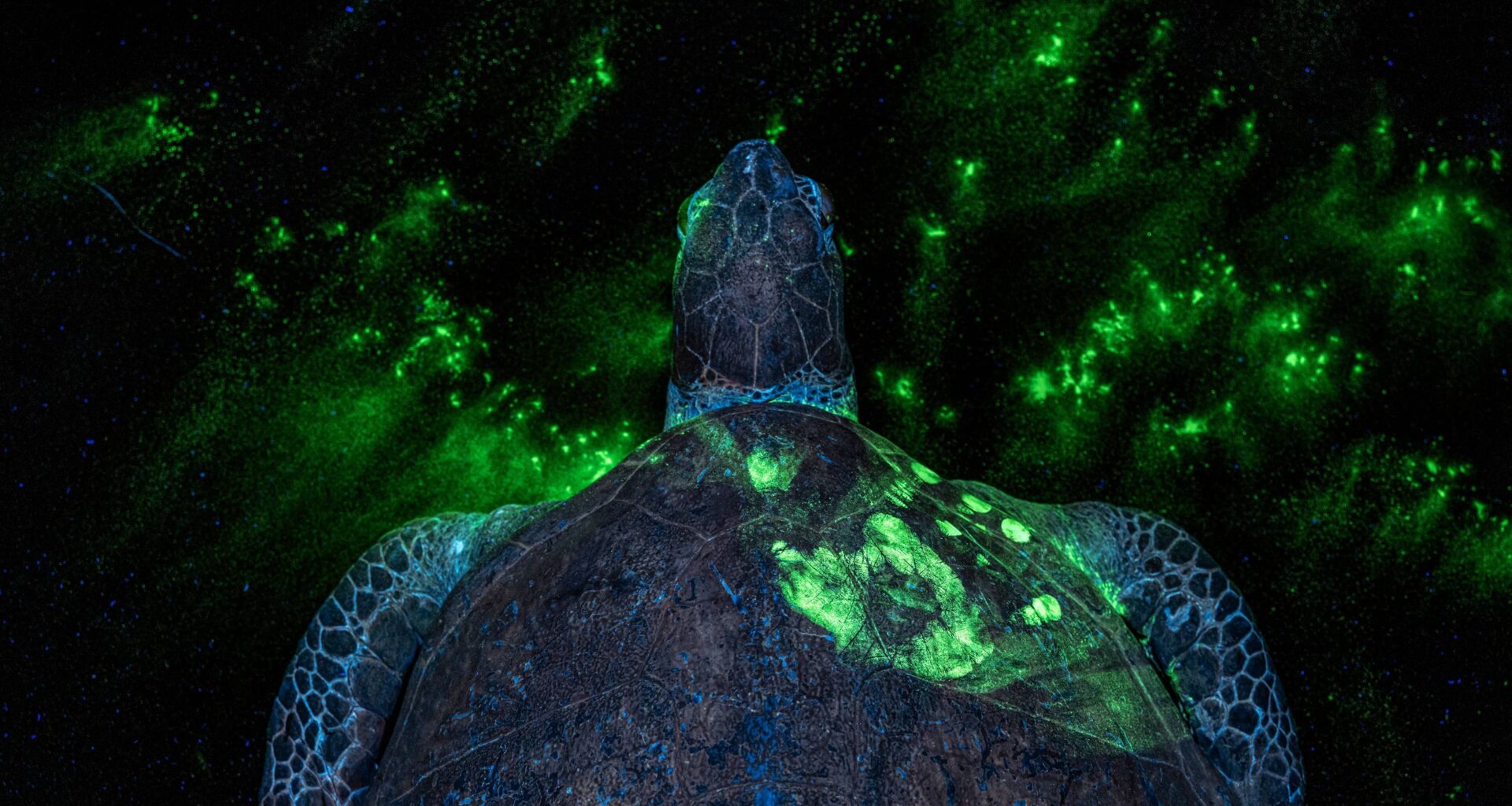 This glowing turtle is unlike any wildlife photo you've seen before