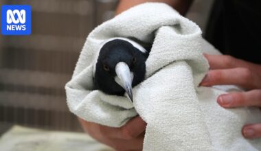 Scientists investigate mystery illness paralysing and killing hundreds of magpies