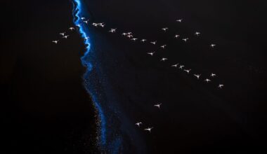 Dazzling photographs show nature in a new way