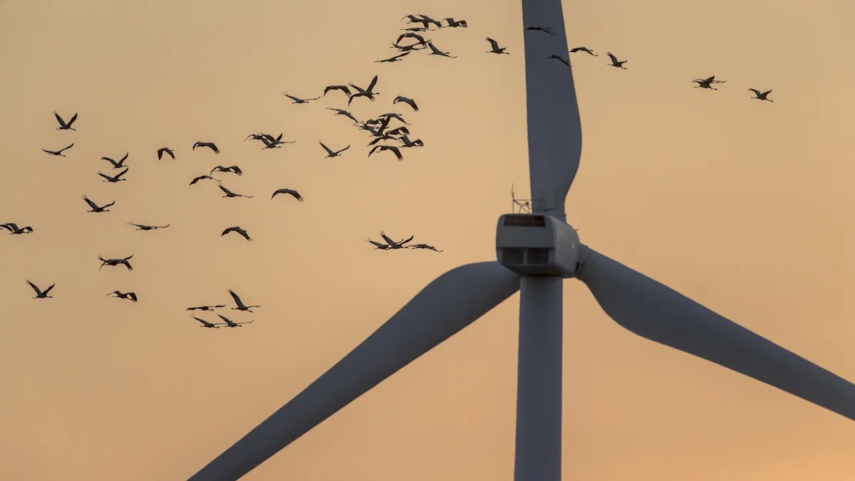 'Could be a significant change': Study finds birds avoid wind turbines painted like venomous snakes