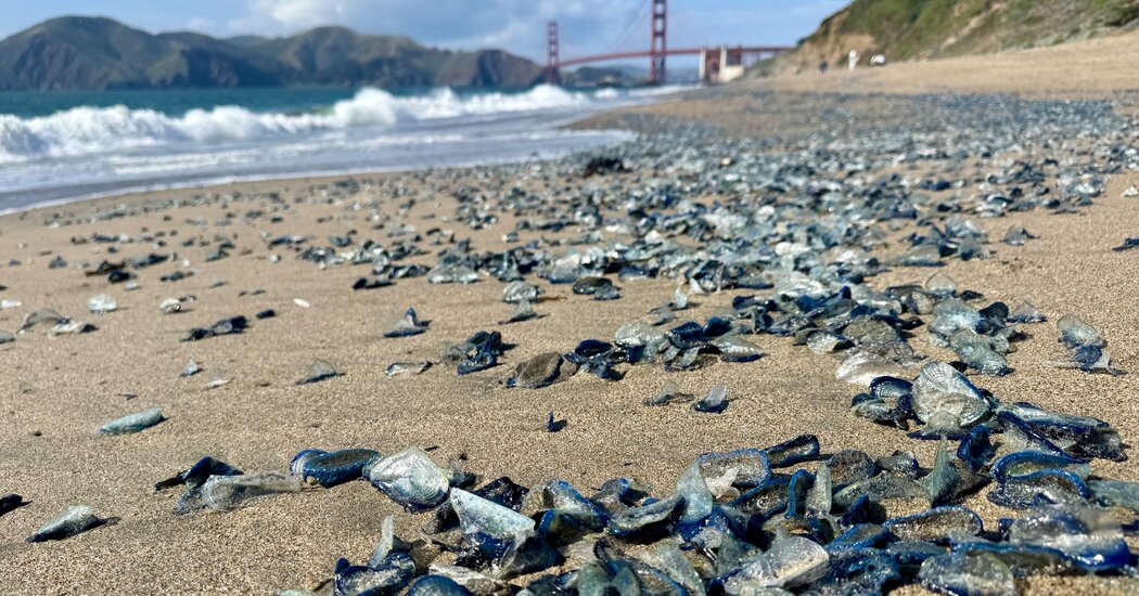 ‘By the Wind Sailors’ Invade California Beaches by the Thousands