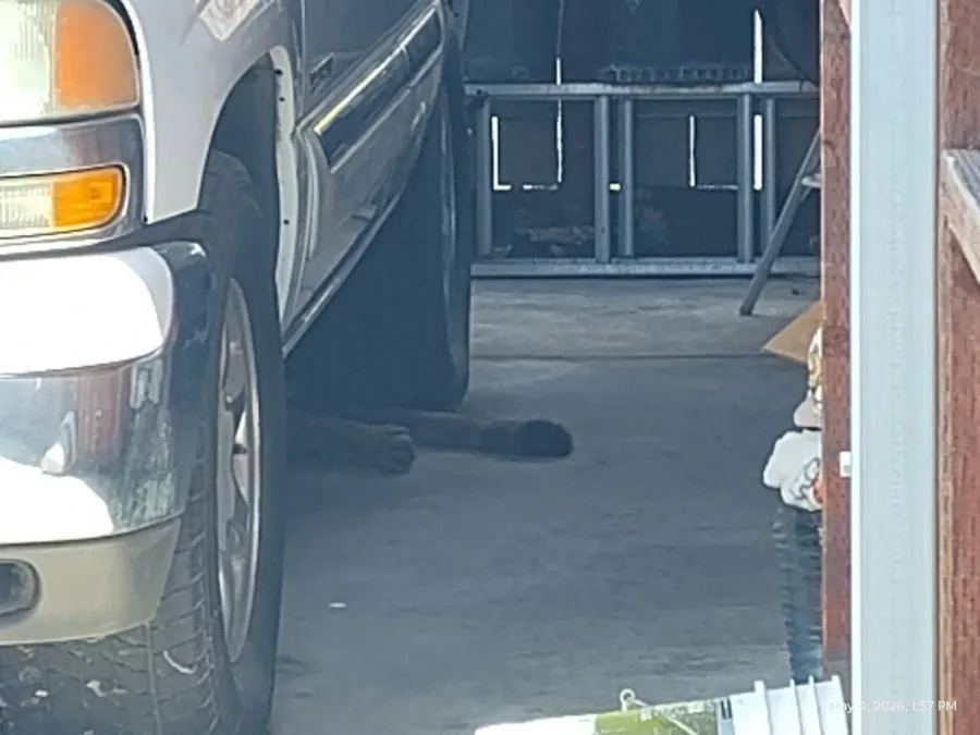 A mountain lion was tranquilized after it was found in a busy area of Escondido, Calif. on May 4, 2026. (CDFW)
