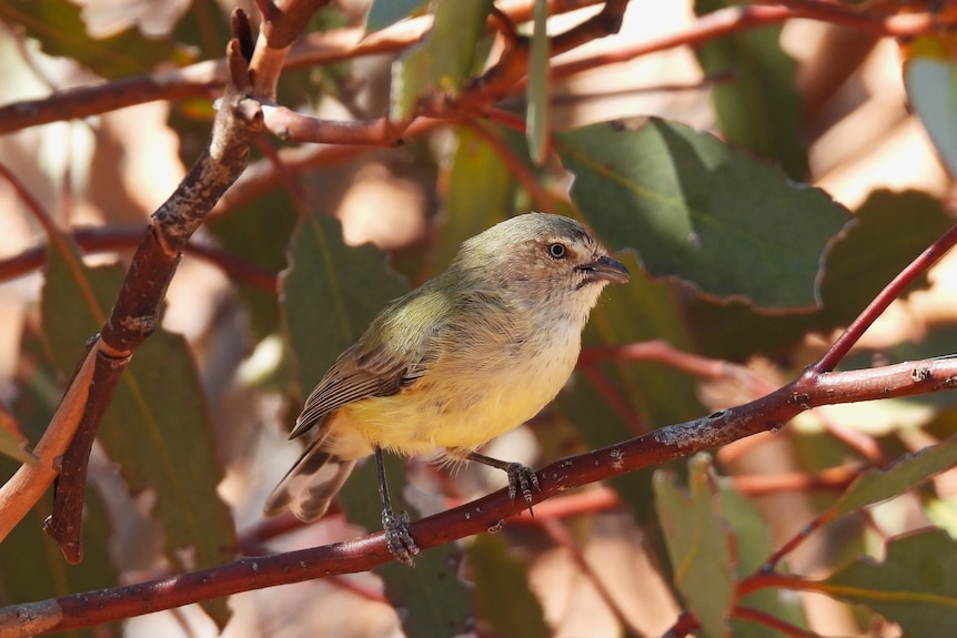 A small bird with a yellow tummy and green back sits in a tree.
