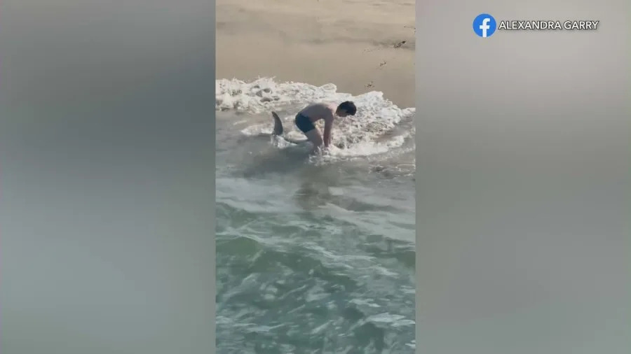 Fisherman rescues shark