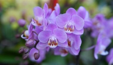 Taiwan moth orchids, anthuriums cleared for export to New Zealand
