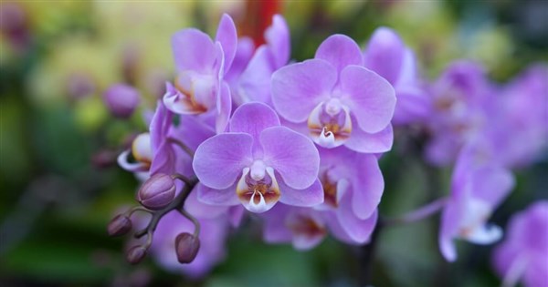 Taiwan moth orchids, anthuriums cleared for export to New Zealand
