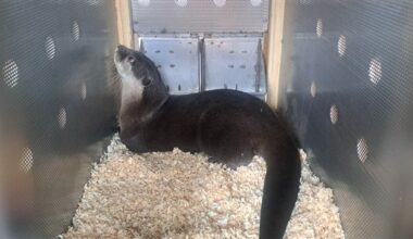 Taipei Zoo otter arrives in New Zealand for conservation program