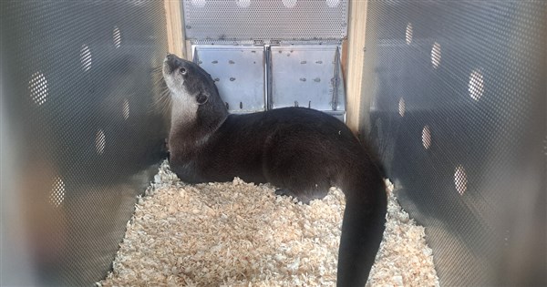 Taipei Zoo otter arrives in New Zealand for conservation program