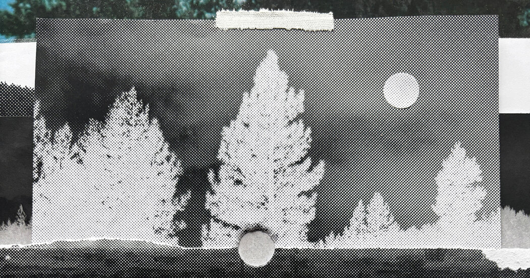 Opinion | The Forests of the American West Are in Danger